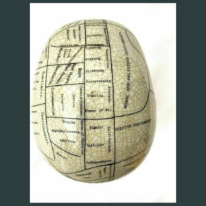 L.N fowler porcelain phrenology head